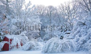 Photo of snow covered trees and barn