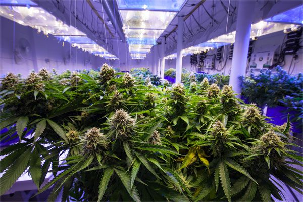 Photo of a cannabis plants growing indoors in a business environment - Cannabis Business Insurance in Greater Boston & Massachusetts